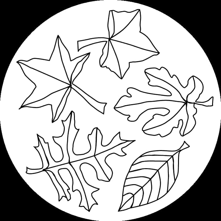 Fall Leaf Coloring Pages, HD Png Download PNG with transparent background