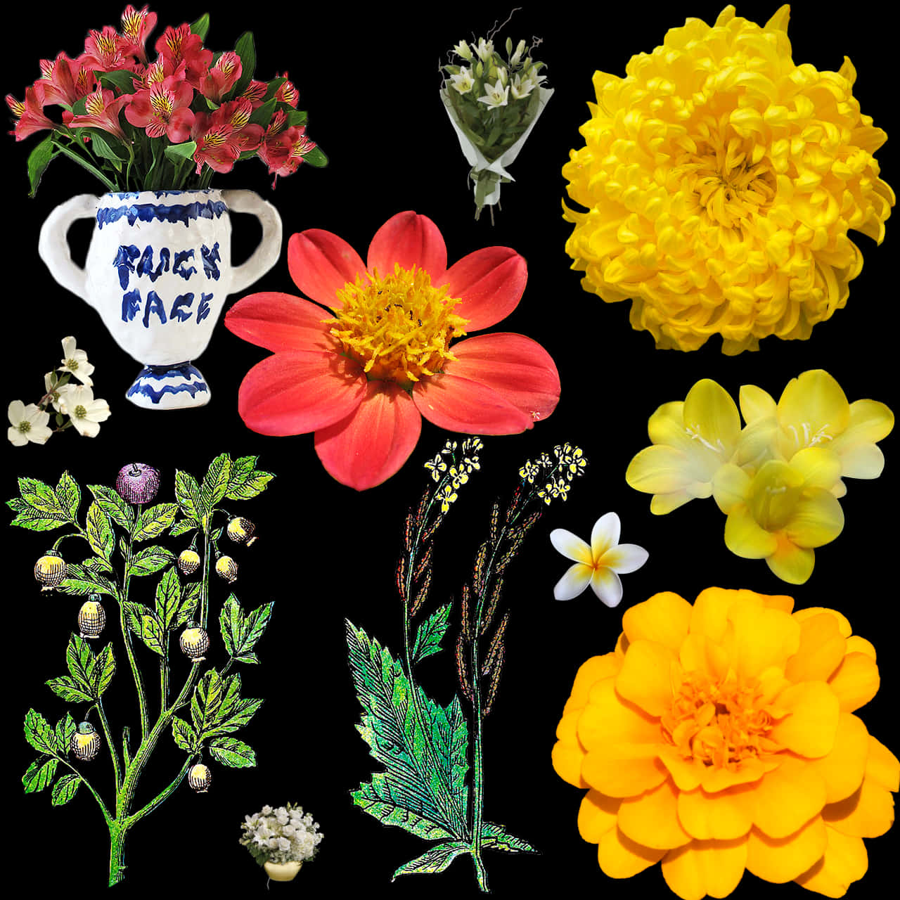 Assorted Floral Collection Black Background