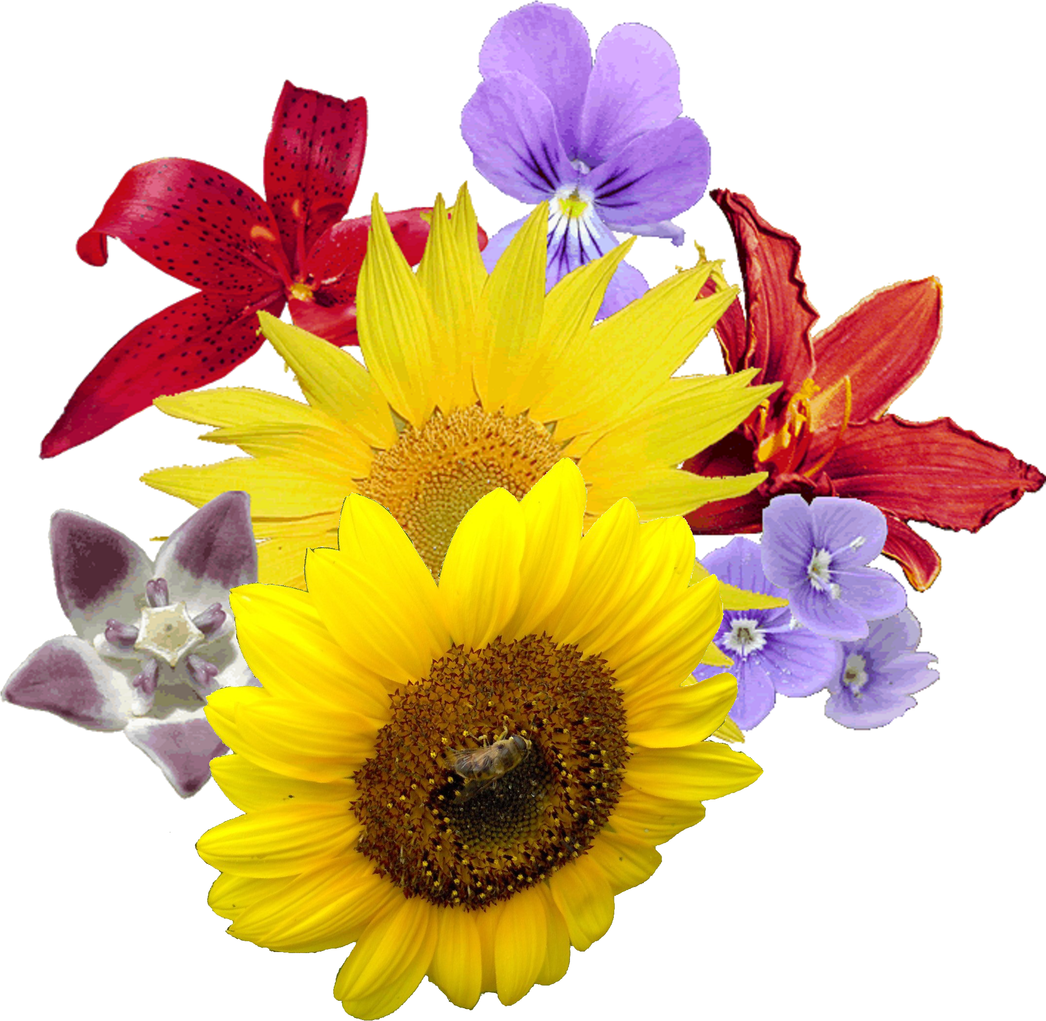 Assorted Flowersand Bee Composition PNG with transparent background