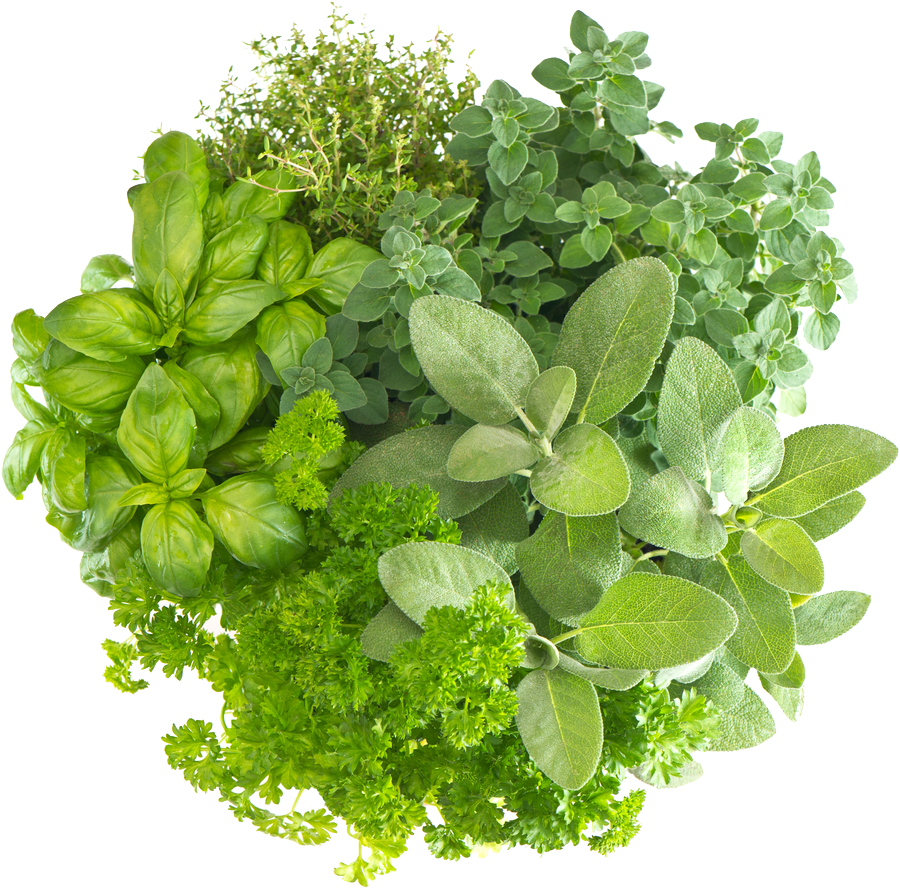 Assorted Fresh Herbs Collection