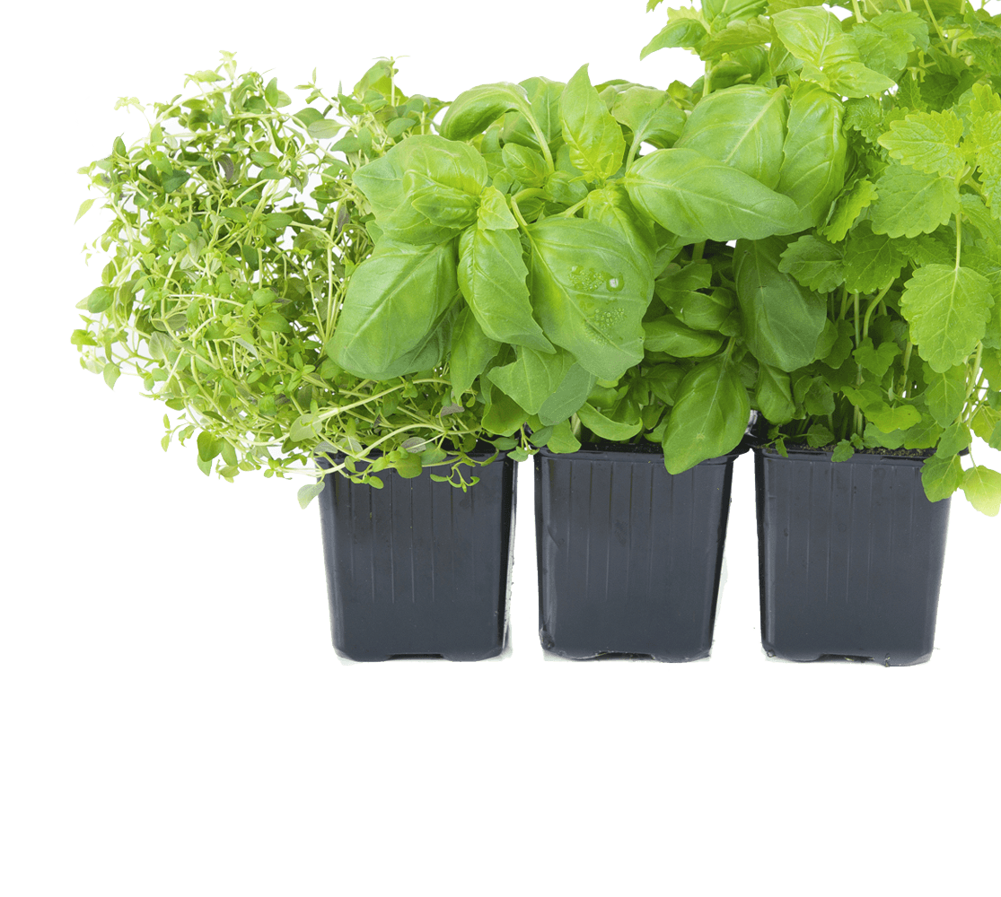 Assorted Fresh Herbsin Pots PNG image with a transparent background, free high-resolution download