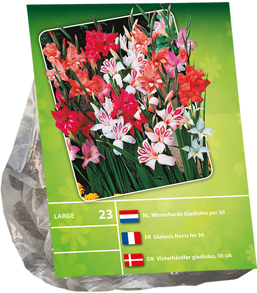 Assorted Gladiolus Bulb Packaging