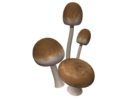 Assorted Mushrooms Black Background PNG with transparent background