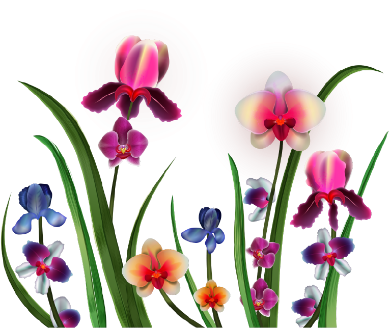 Assorted Orchids Illustration