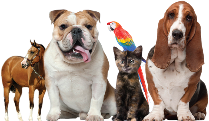 Thumb Image - Pets And Animals, HD Png Download PNG with transparent background