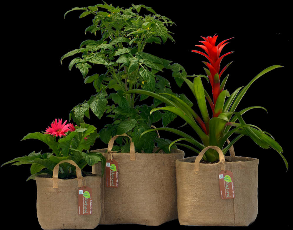 Assorted Plantsin Eco Friendly Pots