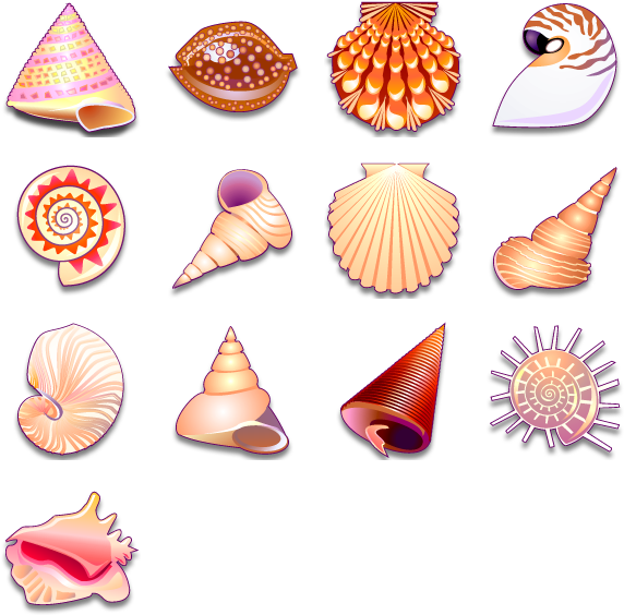 Assorted Seashell Collection