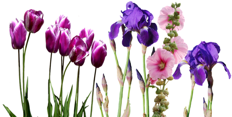 Assorted Spring Flowers Transparent Background