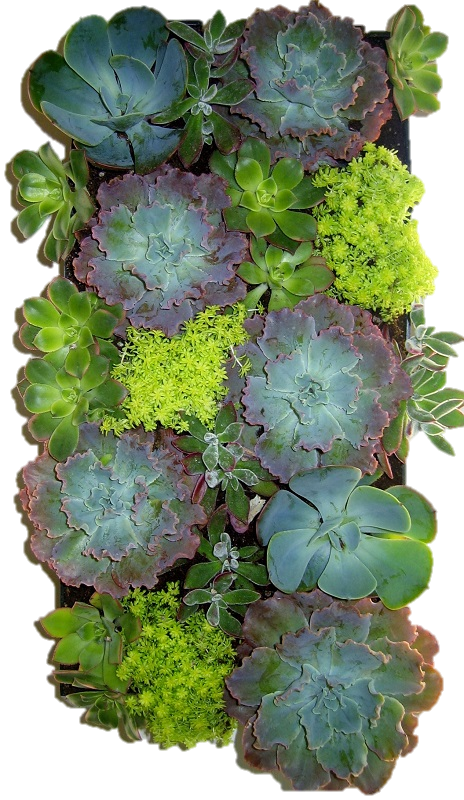Succulent Wrapped - Edible Living Wall, HD Png Download PNG with transparent background