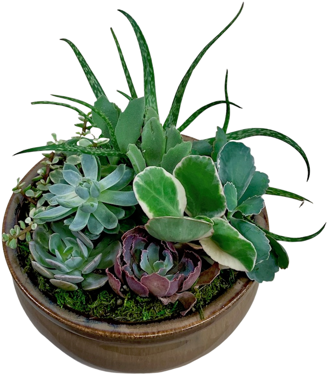 Succulent Garden In Ceramic Container - Flowerpot, HD Png Download PNG with transparent background