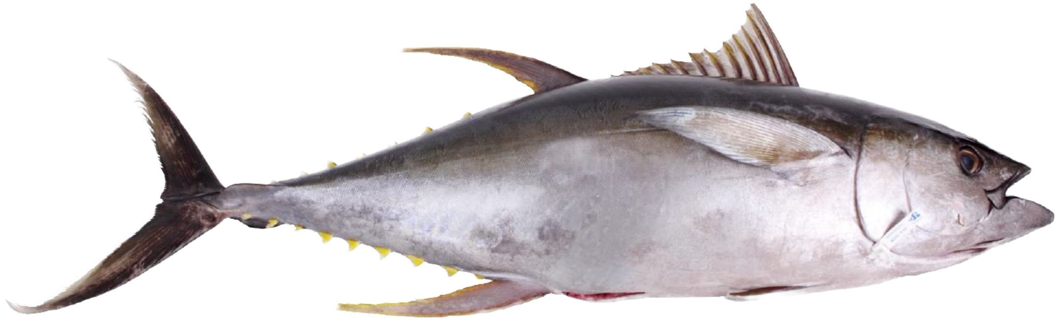 Atlantic Bluefin Tuna