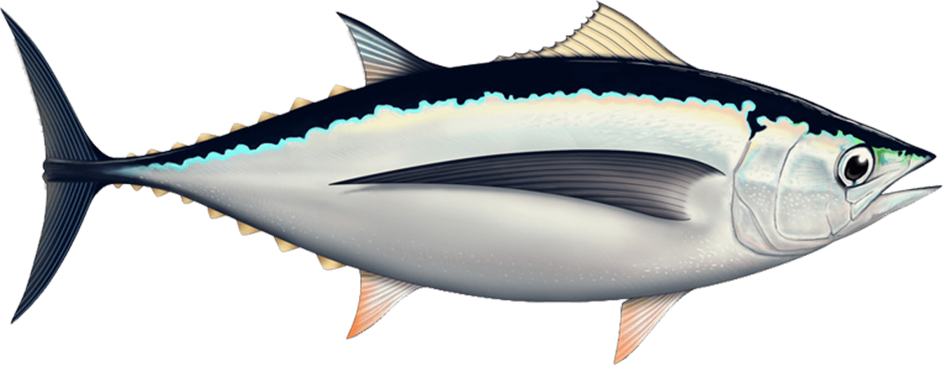 Atlantic Bluefin Tuna Illustration