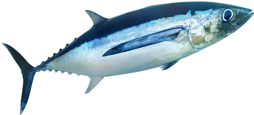 Atlantic Bluefin Tuna Side View