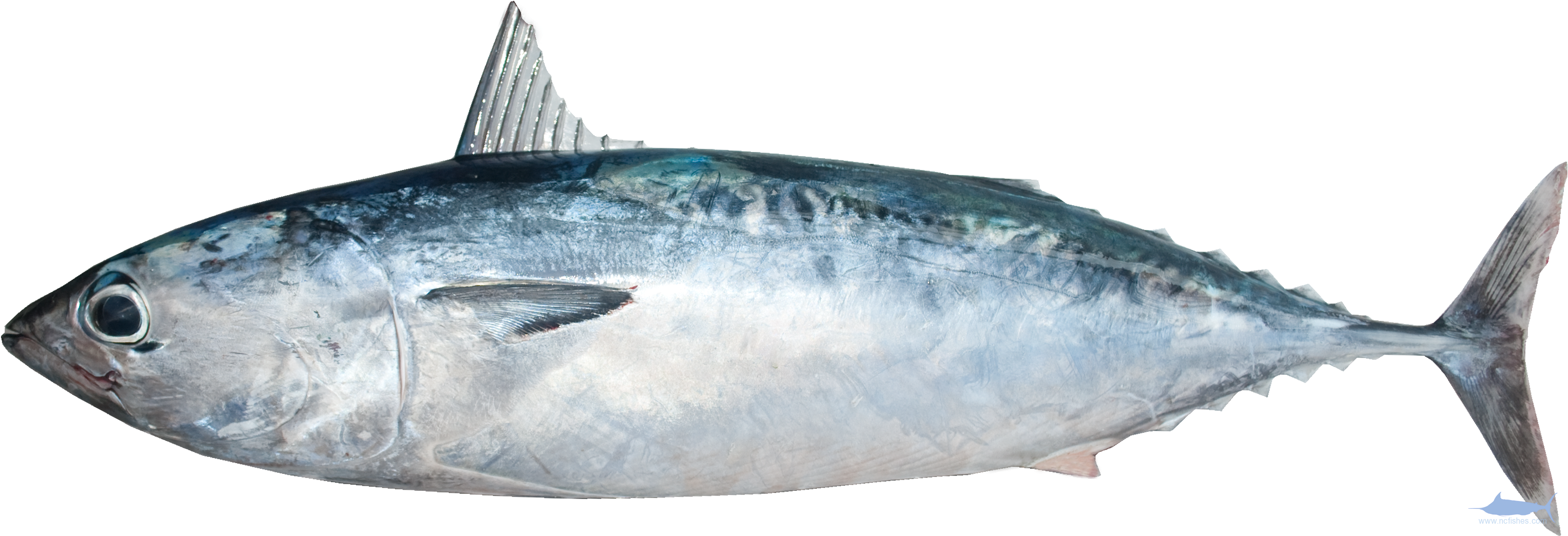 Atlantic Bluefin Tuna Side View