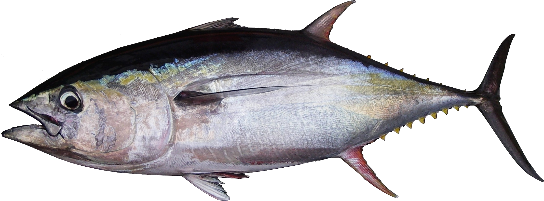 Atlantic Bluefin Tuna Side View