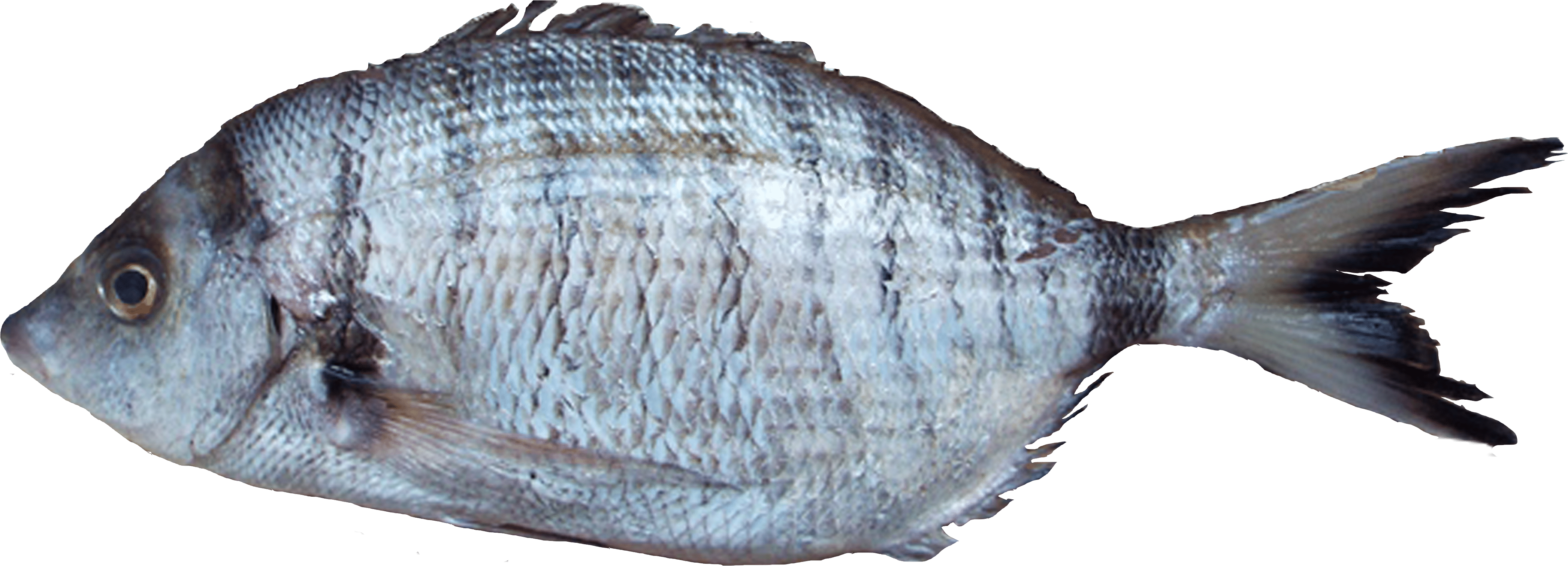 Atlantic Flounder Side View.png