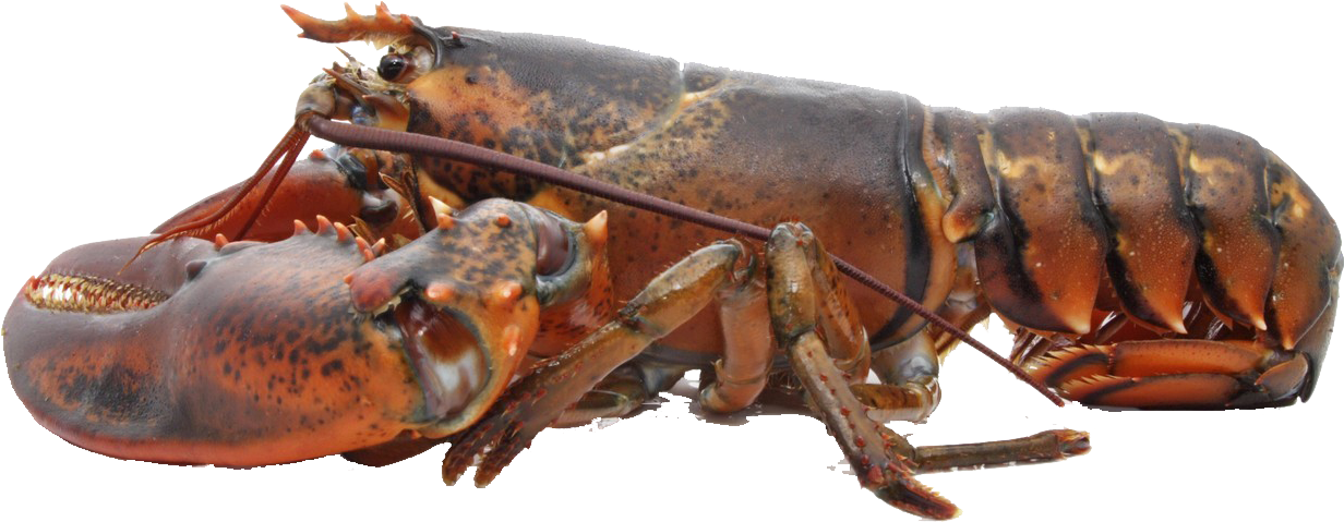 Lobster Png Free Download - Live Lobster, Transparent Png PNG with transparent background