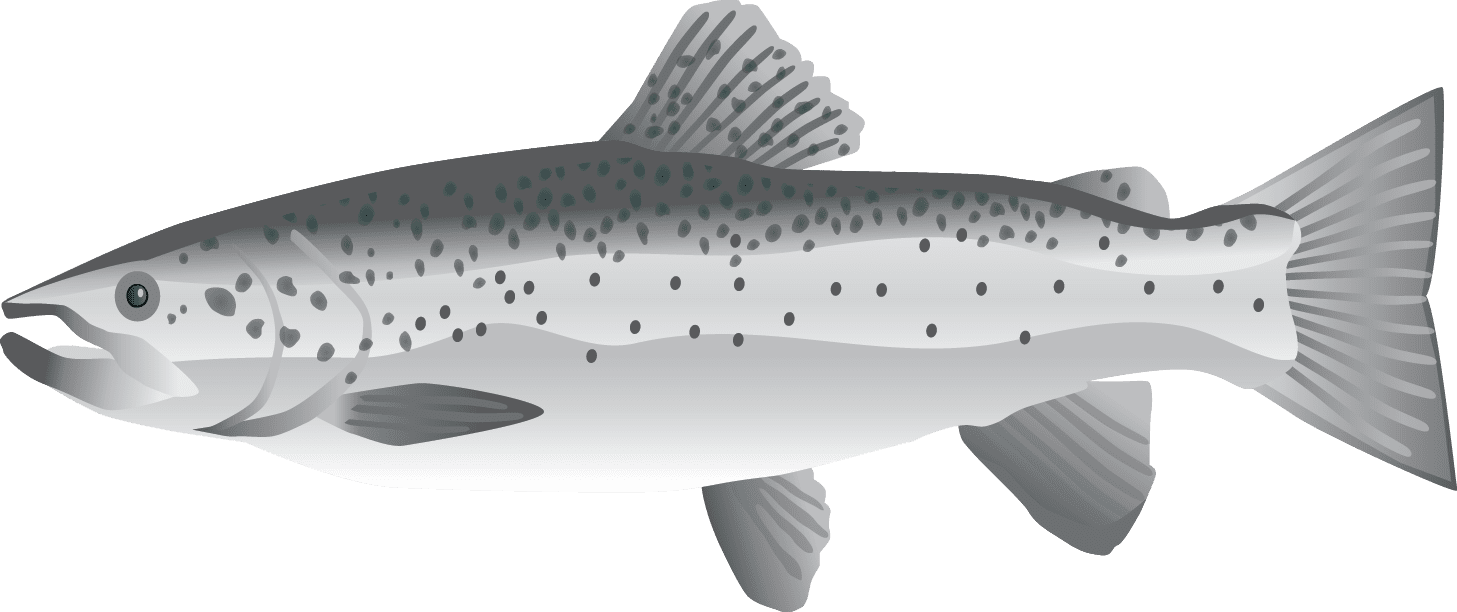 Salmon Png, Transparent Png PNG with transparent background
