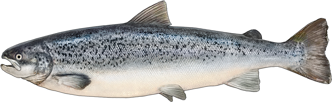 Http - //www - Fishbuoy - Com/images/images/fish Species - Identify Atlantic Salmon, HD Png Download PNG with transparent background