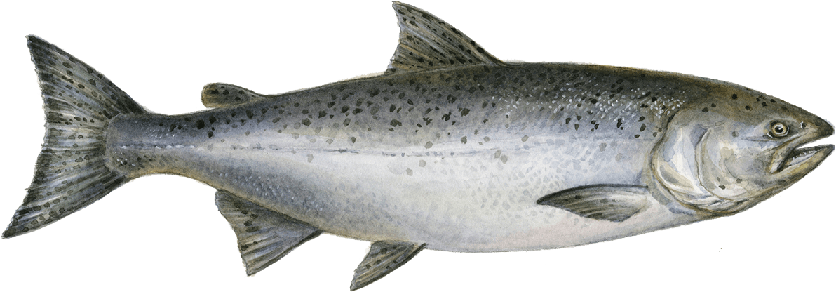 Atlantic Salmon Illustration