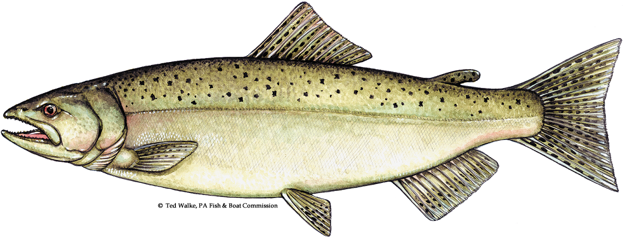 Atlantic Salmon Illustration