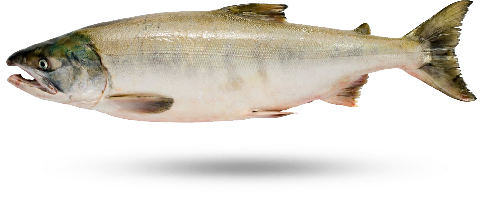 Atlantic Salmon Isolated