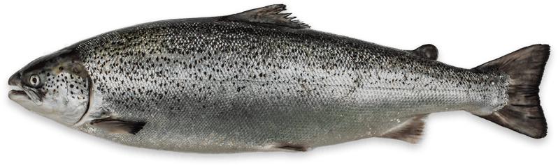 Salmon Png Transparent - Scottish Salmon Fish, Png Download PNG with transparent background