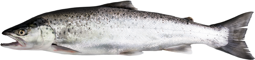 Atlantic Salmon Side View