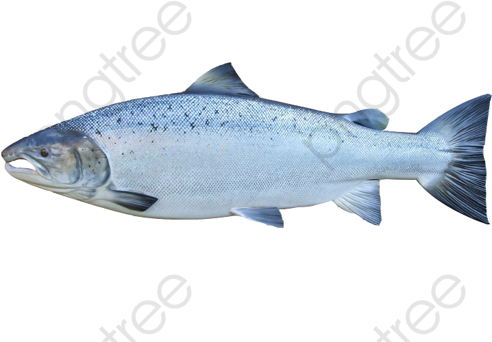 King Clipart Product Kind - Sockeye Salmon, HD Png Download PNG with transparent background