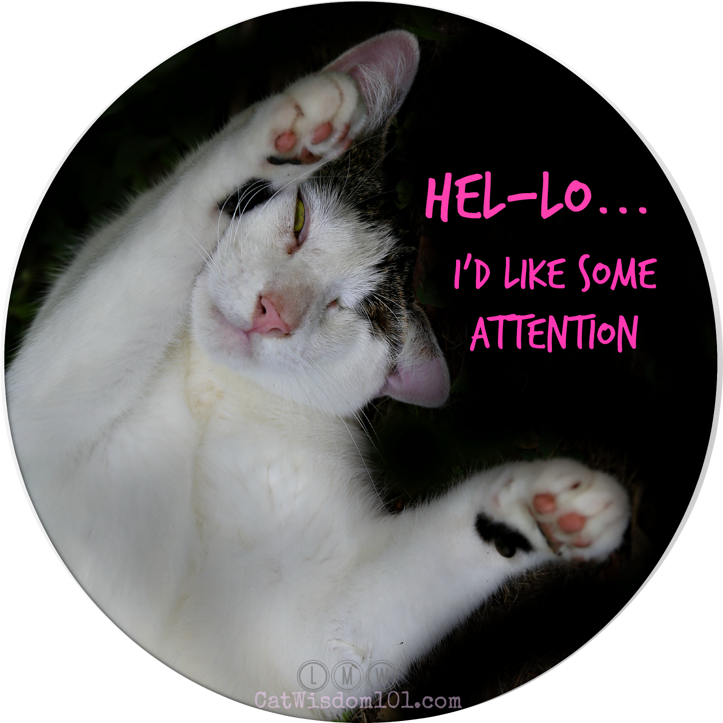 Attention Seeking Cat Meme