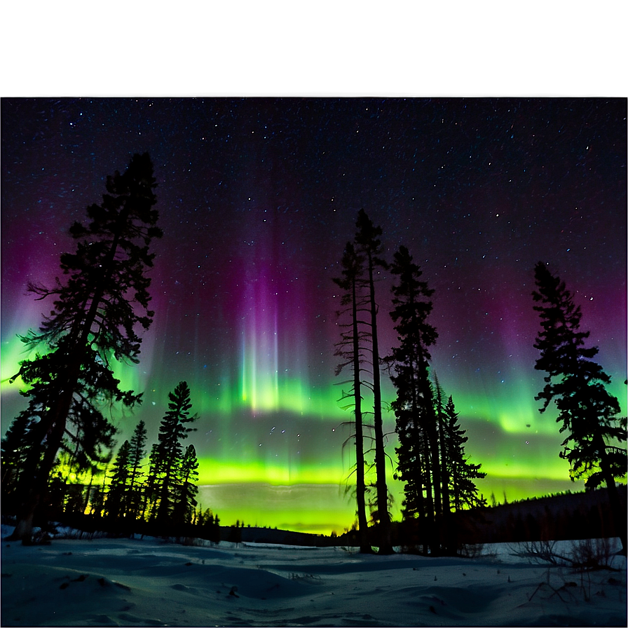 Aurora Borealis Through Pine Trees Png Fhy78