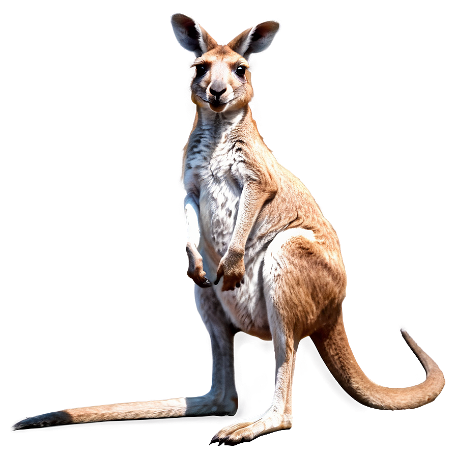 Australian Kangaroo Png 87