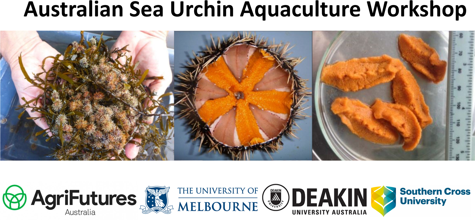 Australian Sea Urchin Aquaculture Workshop Banner