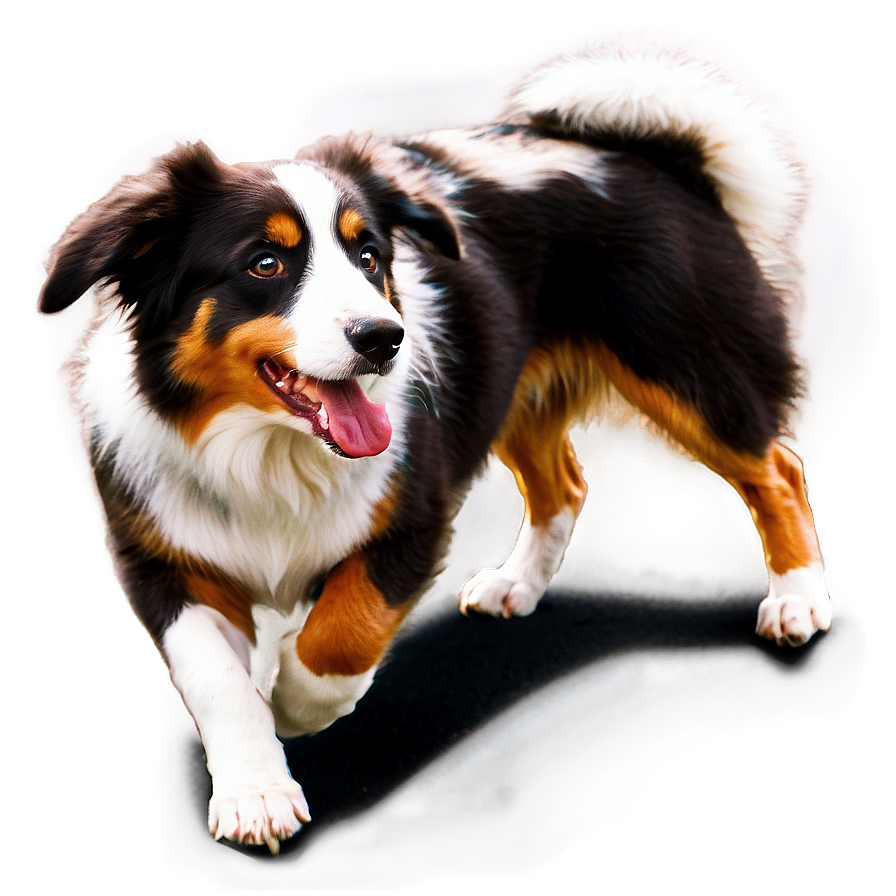 Australian Shepherd Barking Png Uts46