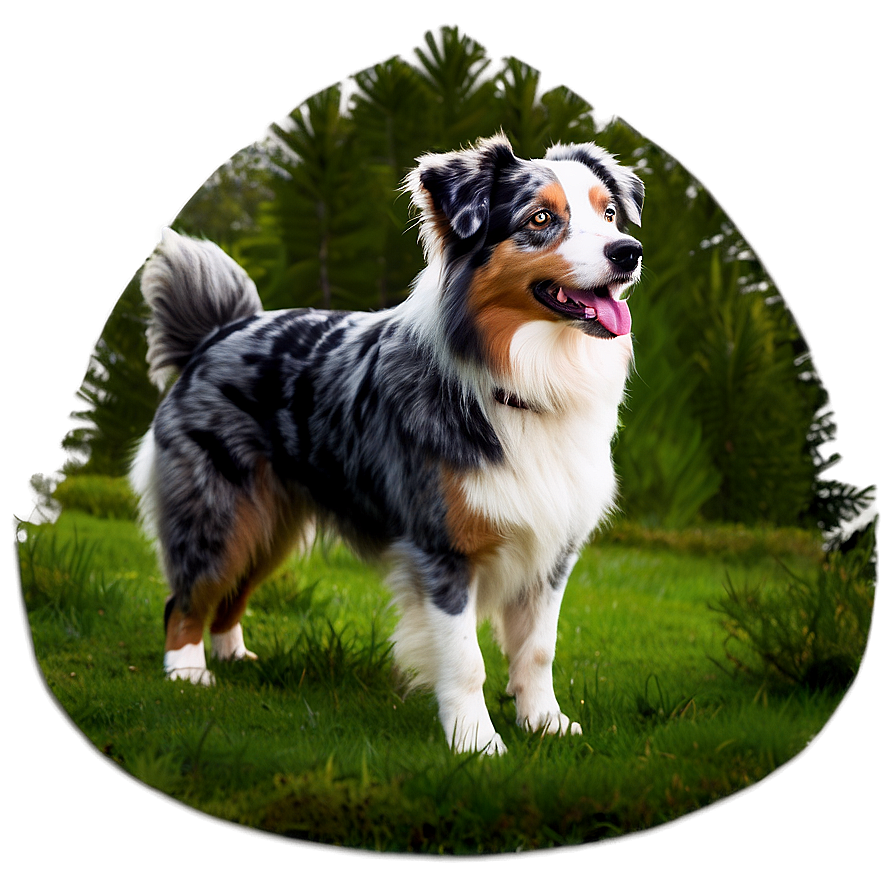 Australian Shepherd In Forest Png 06202024