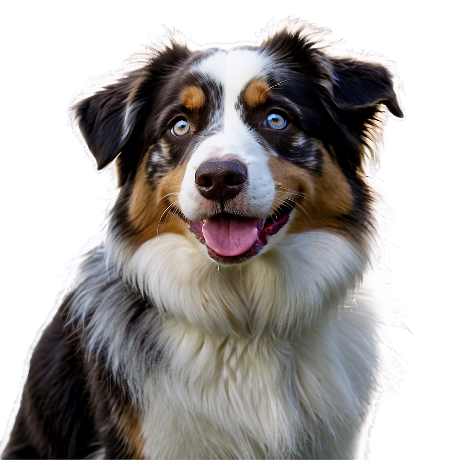 Australian Shepherd On Farm Png 22