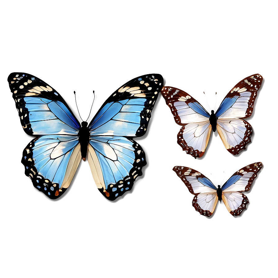 Authentic Butterfly Graphic Png Pqk69