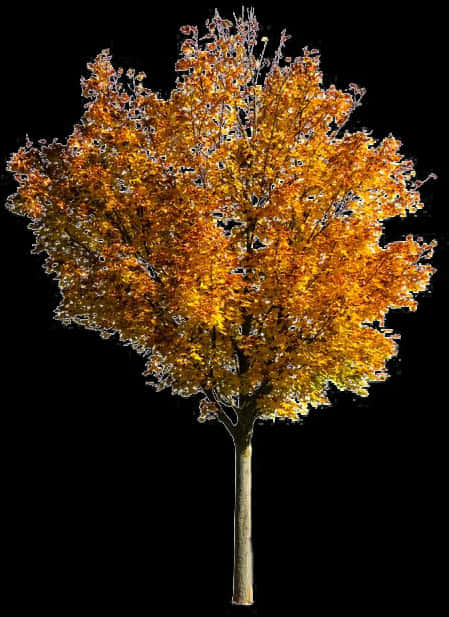 Fall Tree Png Photos - Transparent Fall Tree Png, Png Download PNG with transparent background