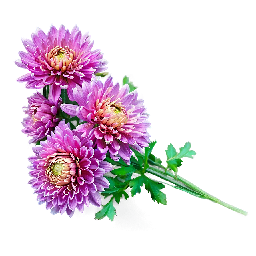 Autumn Chrysanthemum Display Png 06112024