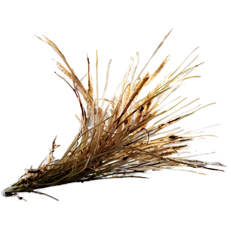 Autumn Dead Grass Png 06282024