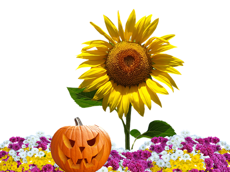 Autumn Halloween Sunflower Pumpkin PNG with transparent background