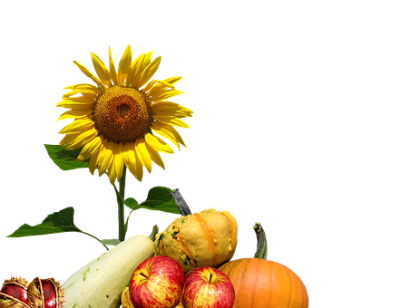 Autumn Harvest Sunflowerand Gourds PNG with transparent background