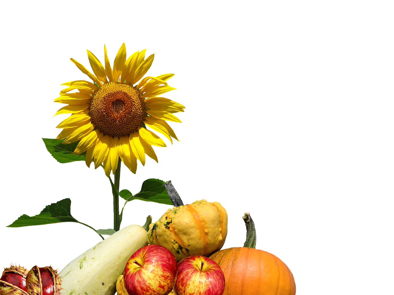 Autumn Harvest Sunflowerand Gourds PNG with transparent background