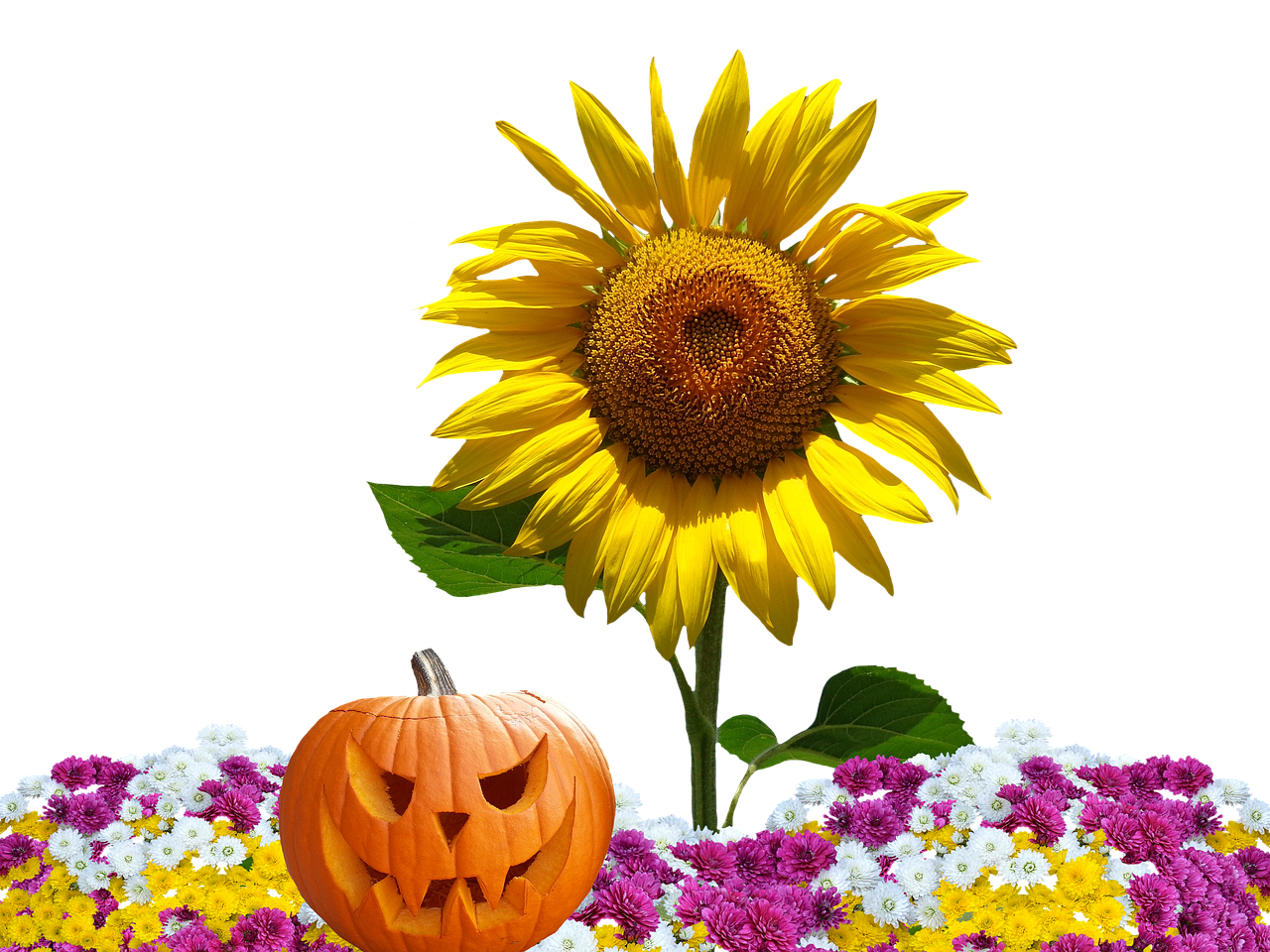 Autumn Harvest Sunflowerand Pumpkin PNG with transparent background