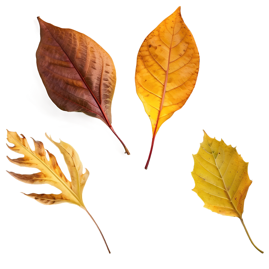 Autumn Leaf Png Qhk