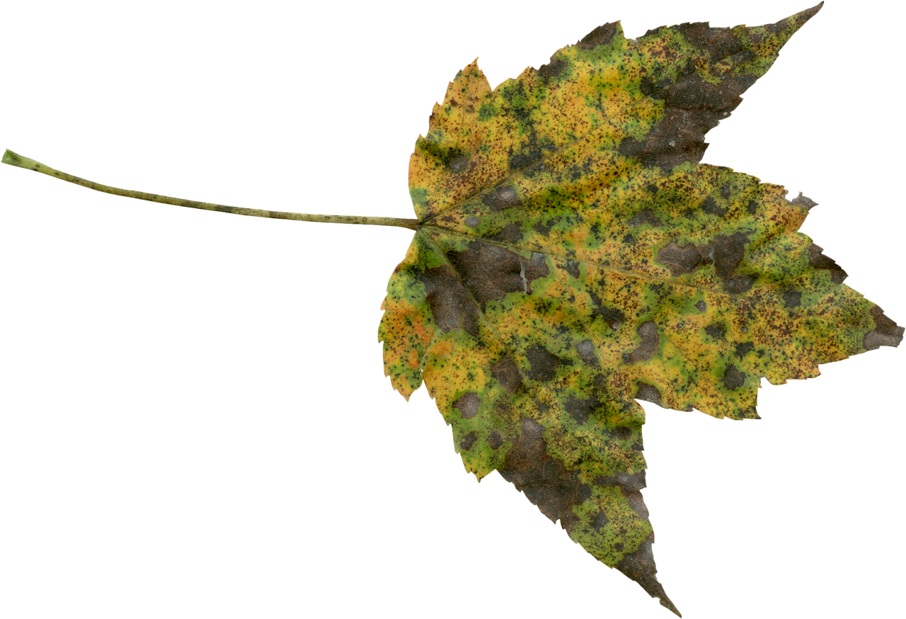 Autumn Leaf Transition.jpg PNG with transparent background