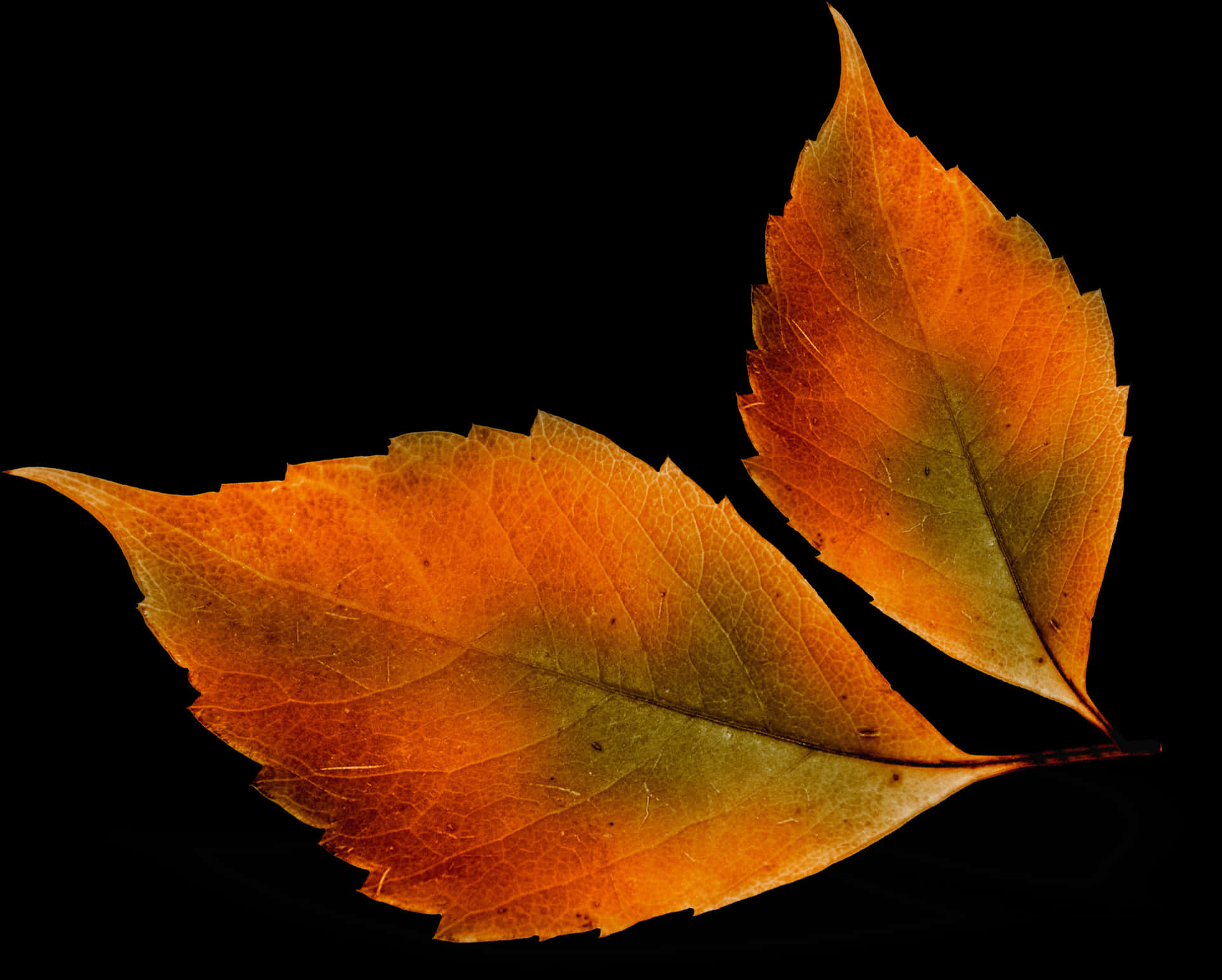 Autumn_ Leaves_ Against_ Black_ Background