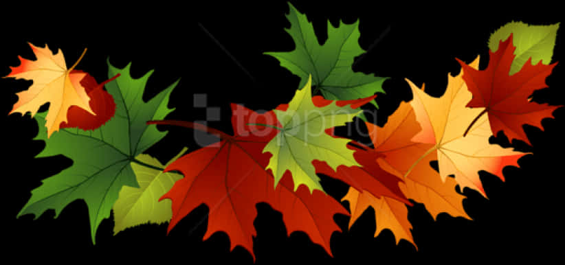 Autumn_ Leaves_ Against_ Black_ Background PNG with transparent background