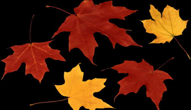 Autumn_ Leaves_ Against_ Black_ Background.jpg PNG with transparent background