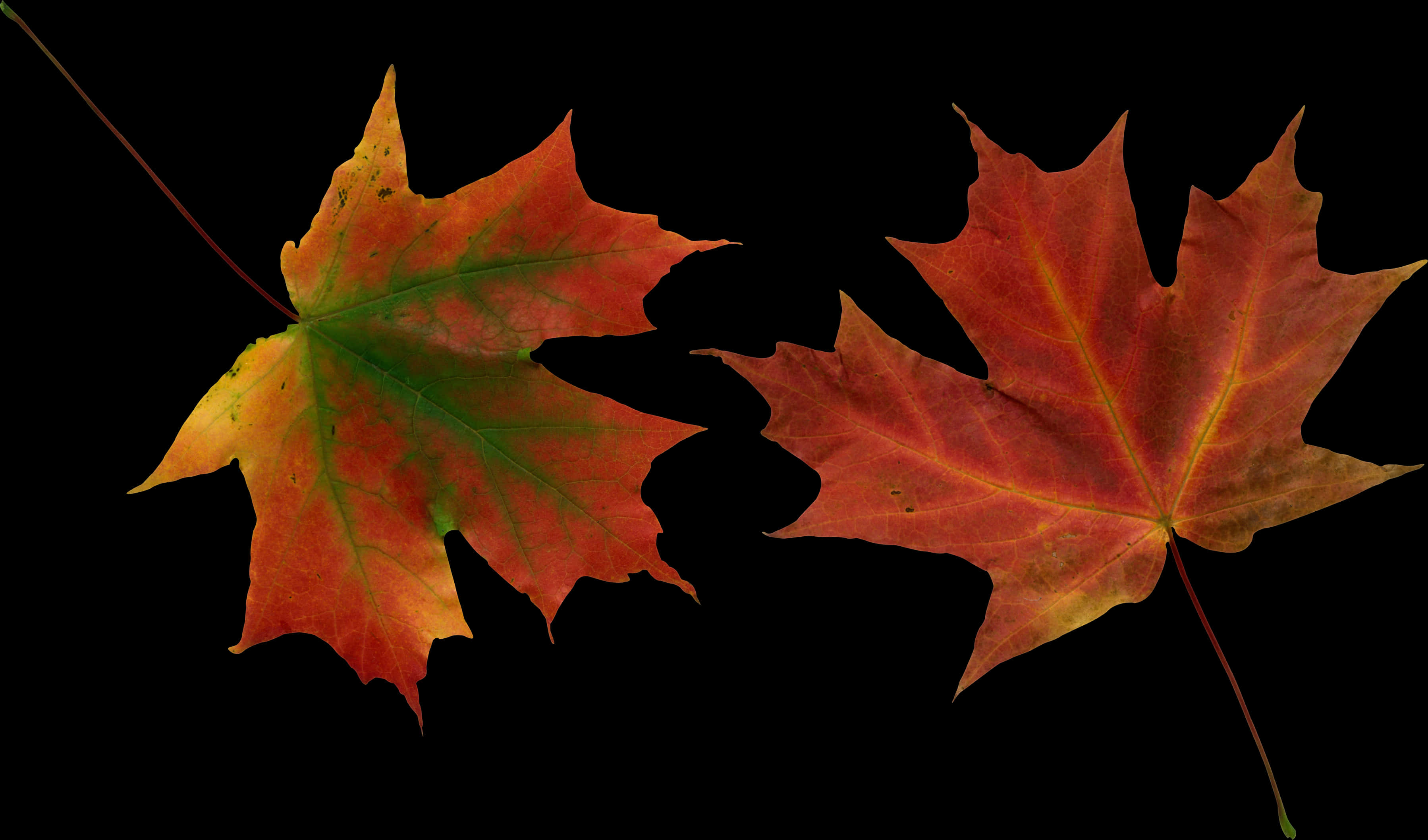 Leaves Vector, Autumn Leaves, Yellow Leaves, Clip Art, - Autumn Tree Leaves Vector, HD Png Download PNG with transparent background